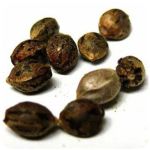 Семена марихуаны АК-47  (Seeds AK-47) в Красноярске